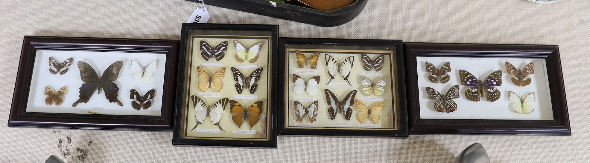 Four cased sets of exotic butterfly taxidermy specimens